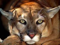 Voice of the cougar mp3 voce crescă puma (felis concolor) asculta download gratuit voce online voce