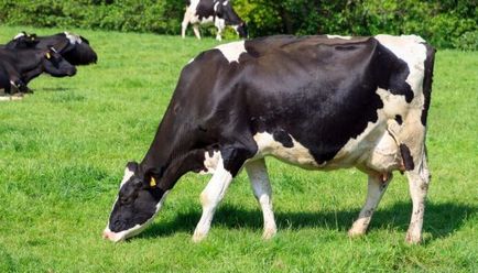 Holstein rasa de vaci fotografie, recenzii, caracteristici