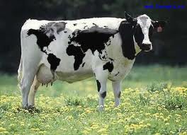 Rasa Holstein - piața de creștere deschisă ()