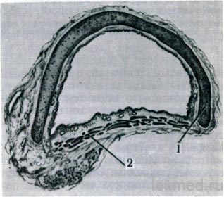 Laringe - sisteme corporale (histologie)