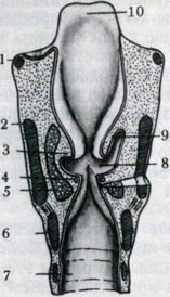 Laringe - sisteme corporale (histologie)