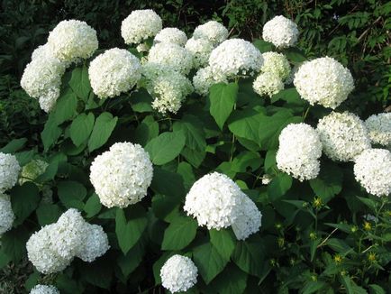 Hortensia paniculate - aspect, plantare și îngrijire, reproducere