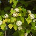 Hortensia paniculate - aspect, plantare și îngrijire, reproducere