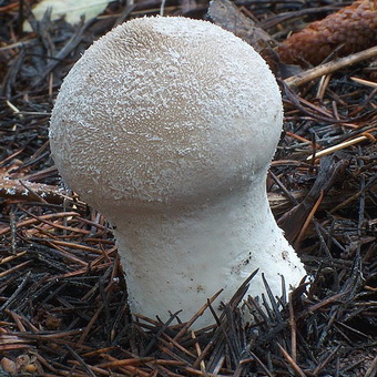 Mushroom дъждобран снимка и описание на това, което изглежда, че и дали има