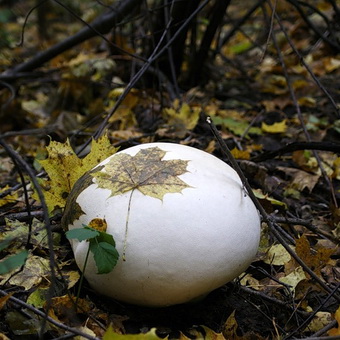 Mushroom дъждобран снимка и описание на това, което изглежда, че и дали има