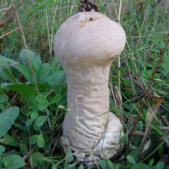 Foaie de ploaie pentru ciuperci și descrierea modului în care aceasta arată și dacă poate fi mâncată
