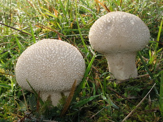 Foaie de ploaie pentru ciuperci și descrierea modului în care aceasta arată și dacă poate fi mâncată