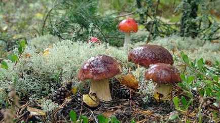Ciuperci terenuri atunci când cresc ciuperci ciuperci descriere, fotografie cum să gătească ciuperci