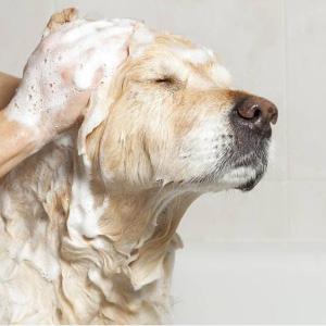 Grooming - câini de tuns profesionist