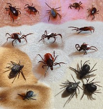 Ixodes Ticks