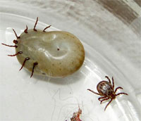 Ixodes Ticks