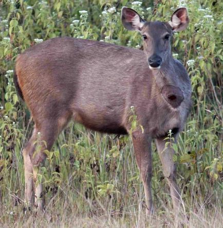 Indian sambar - un cerb cu coarne ramificate