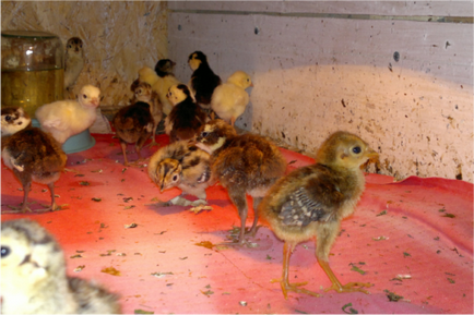 Інкубація фазанових яєць огляд інкубаторів, терміни, температура