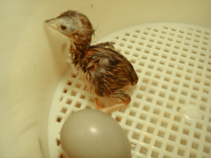 Інкубація фазанів в побутових інкубаторах, оптимальні умови