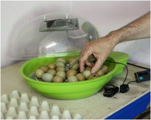 Incubarea fazanilor în incubatoare domestice, condiții optime