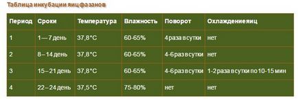 Інкубація яєць фазана в домашніх умовах режим і таблиця