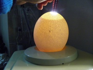 Інкубація яєць фазана в домашніх умовах режим і таблиця