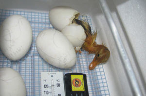 Інкубація яєць мускусних качок в домашніх умовах
