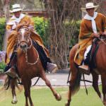 Pioneer (50 poze) Trotturi americane, curse de cai, cal de cal