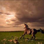 Іноходець (50 фото) американські рисаки, кінські перегони, кінь іноходь