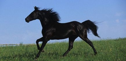 Pacer (50 fotó) amerikai ügető, lóverseny, ló baktat