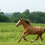 Pioneer (50 poze) Trotturi americane, curse de cai, cal de cal