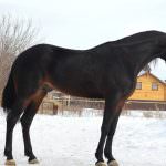 Pacer (50 fotó) amerikai ügető, lóverseny, ló baktat