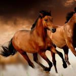 Іноходець (50 фото) американські рисаки, кінські перегони, кінь іноходь
