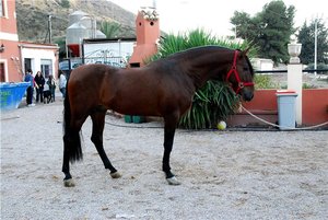 Іспанська чистокровний кінь історія, екстер'єр та особливості виведення Андалузії породи коней