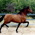 Іспанська чистокровний кінь історія, екстер'єр та особливості виведення Андалузії породи коней