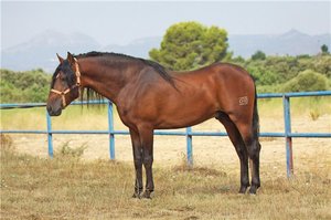 Istoricul calului spaniol, pur și simplu, exterior și prezintă reproducerea rasei de cai andalustice