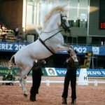 Istoricul calului spaniol, pur și simplu, exterior și prezintă reproducerea rasei de cai andalustice