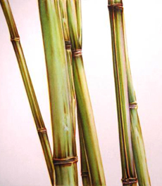 Використання бамбука в ландшафтному дизайні