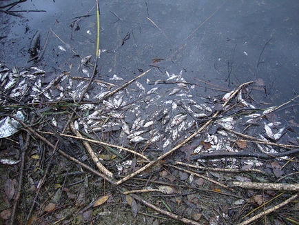 Джерела забруднення водойм