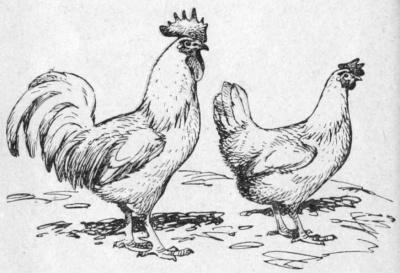 Az eredete csirkék