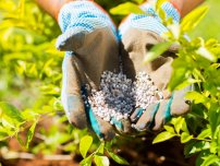 Iulie este momentul să hrăniți și să cultivați pomi fructiferi, un horticulturist (gospodărie)