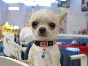 Modificările comportamentului Chihuahua - nu au fost respectate