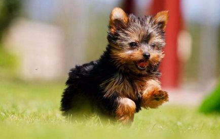 Descrierea Yorkshire Terrier, fotografie, caracteristicile rasei