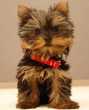 Descrierea Yorkshire Terrier, fotografie, caracteristicile rasei