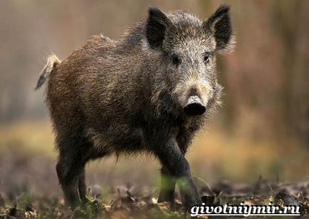 Boar Boar