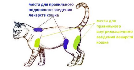 Cum să injectați o pisică intramuscular și subcutanat