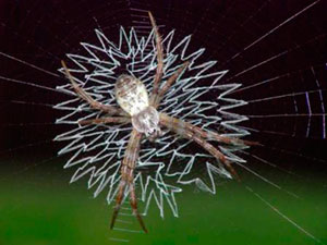 Як фотографувати павукову павутину