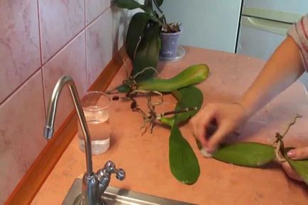 Hogyan és mit megtermékenyíteni egy orchidea - Beszámoló a népszerű eszköz a takarmányozási
