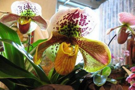 Cum și ce să fertilizeze o orhidee - o prezentare generală a mijloacelor populare pentru pansament