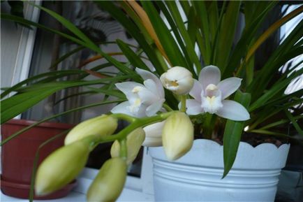 Cum și ce să fertilizeze o orhidee - o prezentare generală a mijloacelor populare pentru pansament