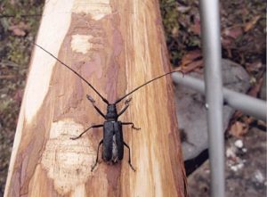 Cum să scapi de gândacii de coajă într-o casă de lemn, de culoare