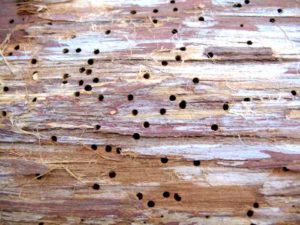 Cum să scapi de gândacii de coajă într-o casă de lemn, de culoare