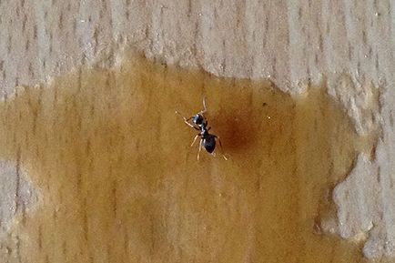 Як позбутися від мурашок в будинку різні способи і їх опис