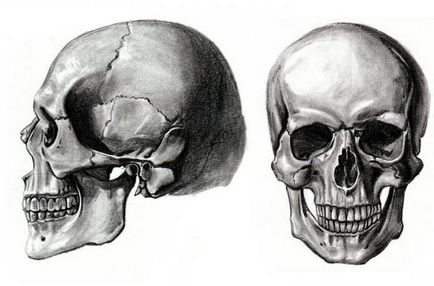 Cum cusatura craniului variaza odata cu varsta