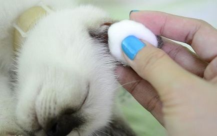Як кошеняті чистити вуха правильно